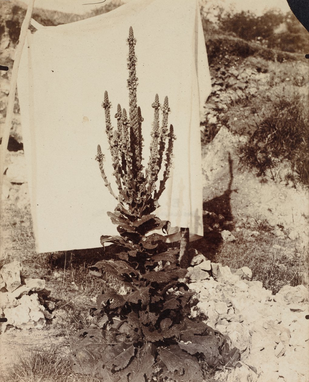 Molène en fleur, c. 1897-1899 - Eugène Atget