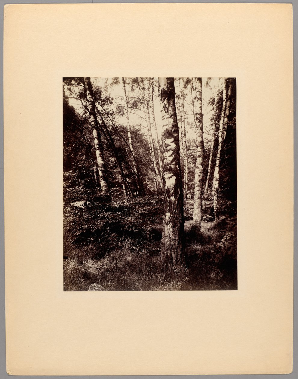 Parc de Saint-Cloud - Eugène Atget