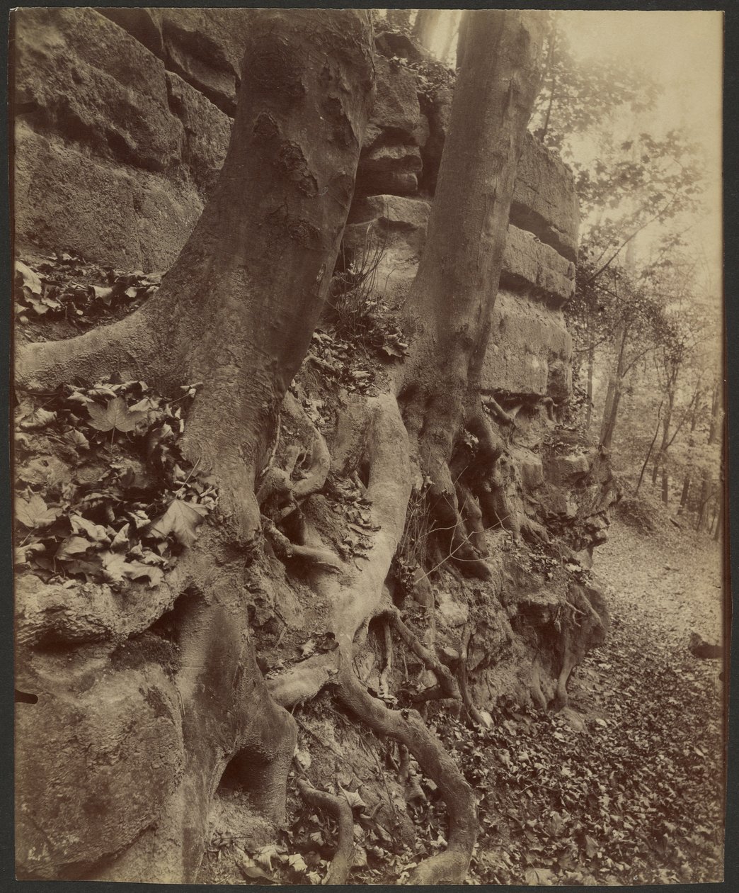 Parc de Saint-Cloud - Eugène Atget