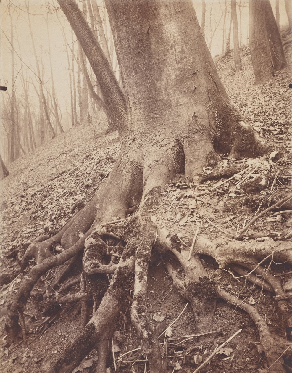 Arbres et Racines - Eugène Atget