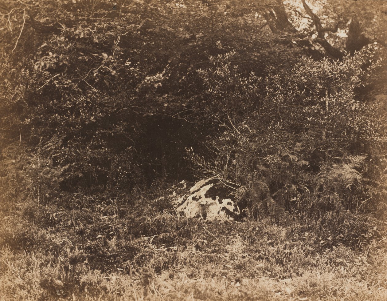Un rocher dans la forêt, v. 1865 (photo) - Eugène Cuvelier