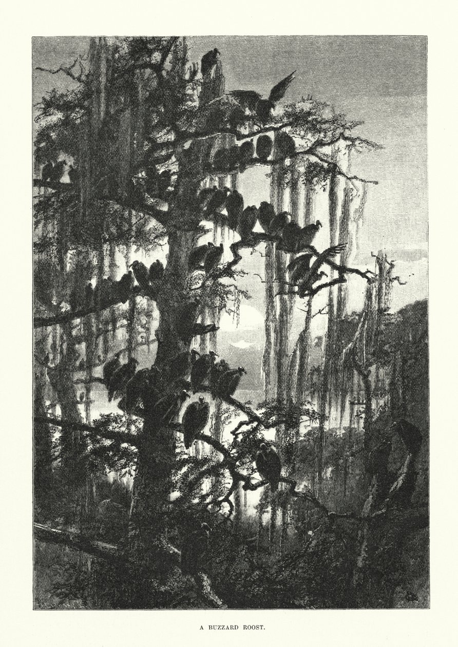 Un perchoir de buse (gravure) - European School