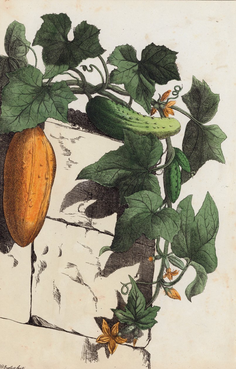 Plante de concombre (litho couleur) - European School