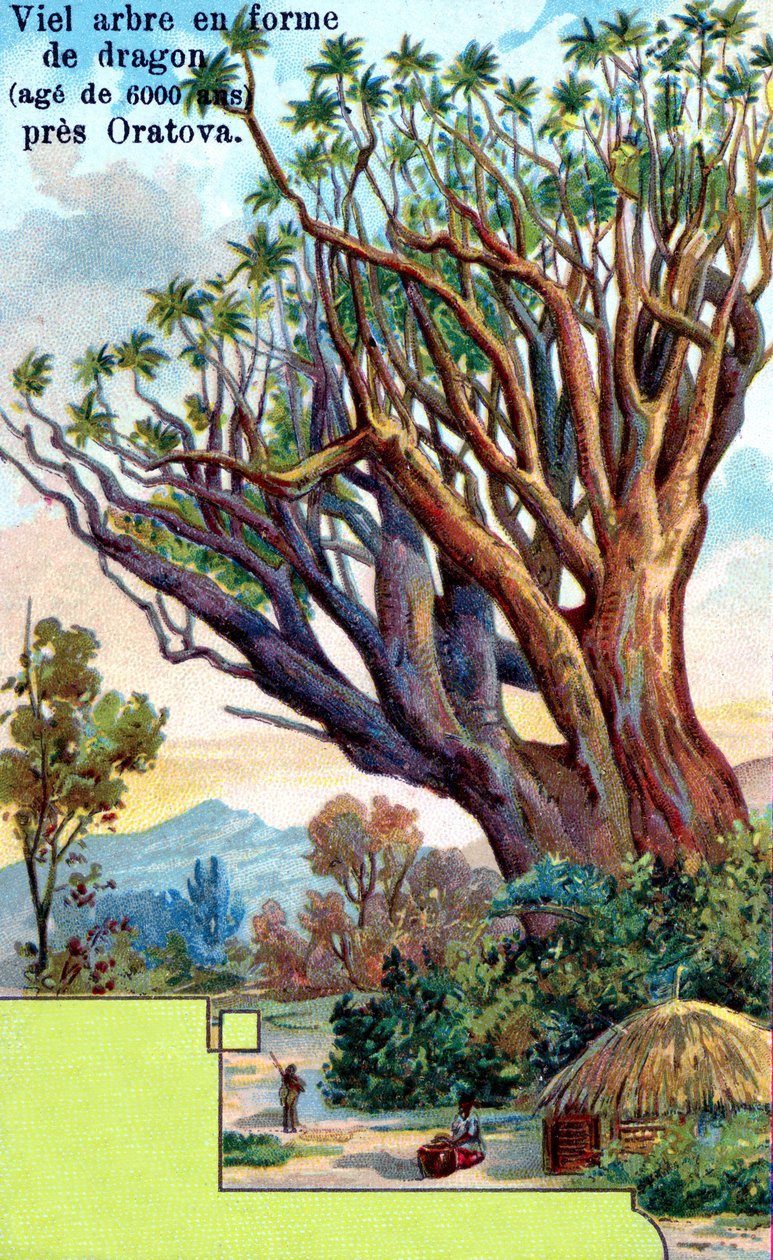 Dragonnier à Orotava, Tenerife - European School