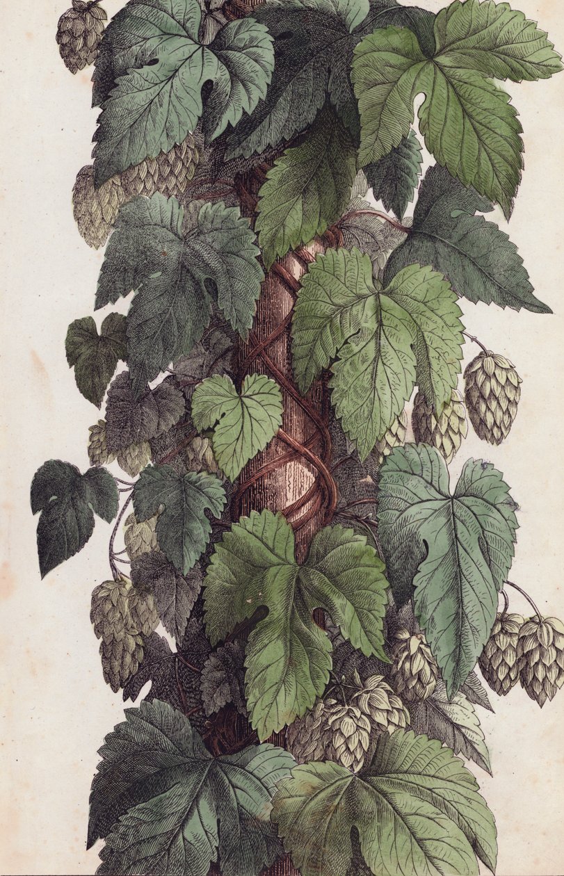 Hop vine (colour litho) - European School