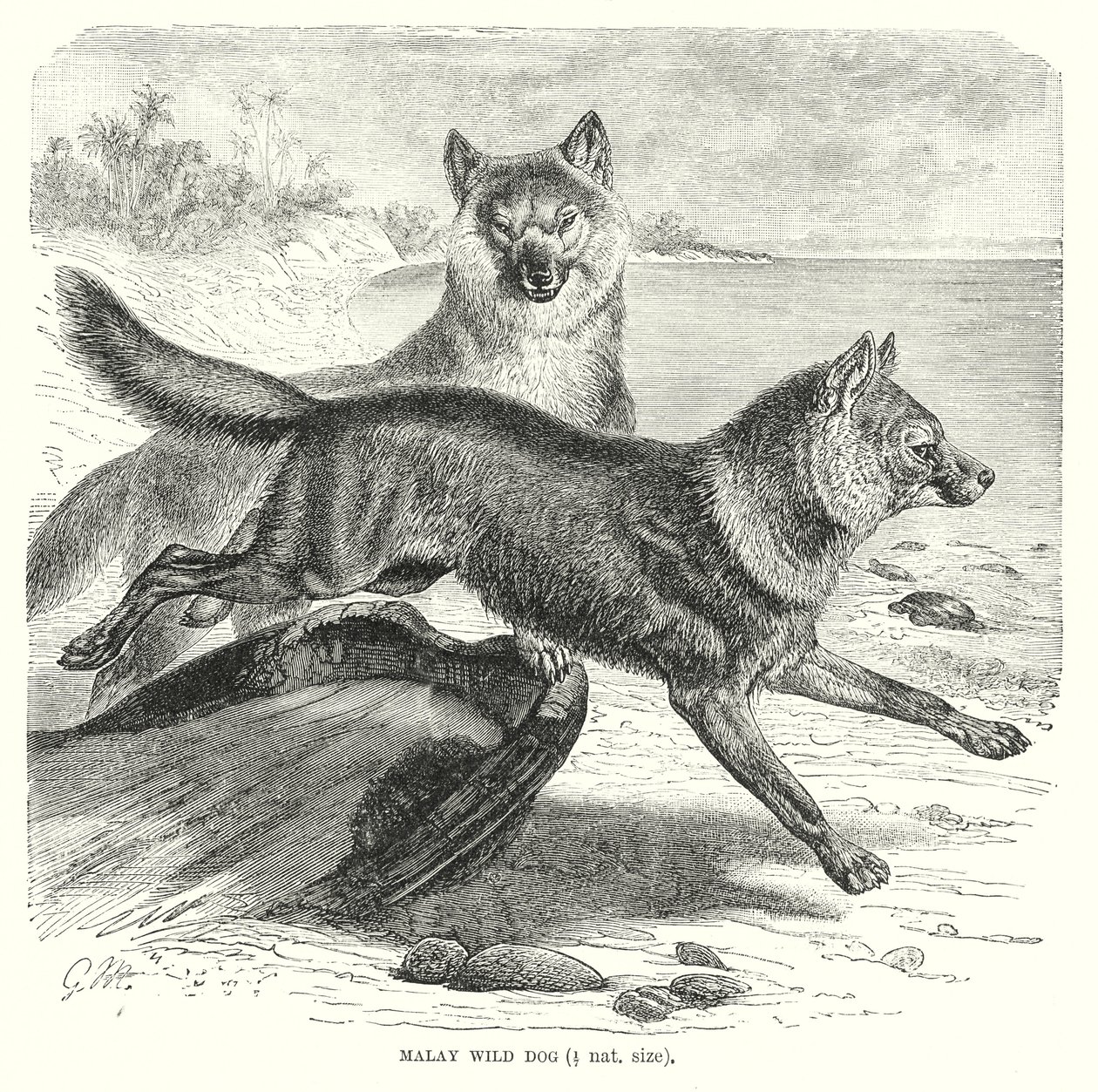 Chien sauvage malais (gravure) - European School