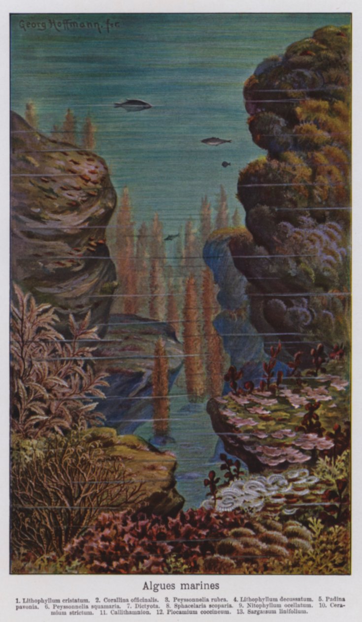 Algues marines (litho couleur) - European School