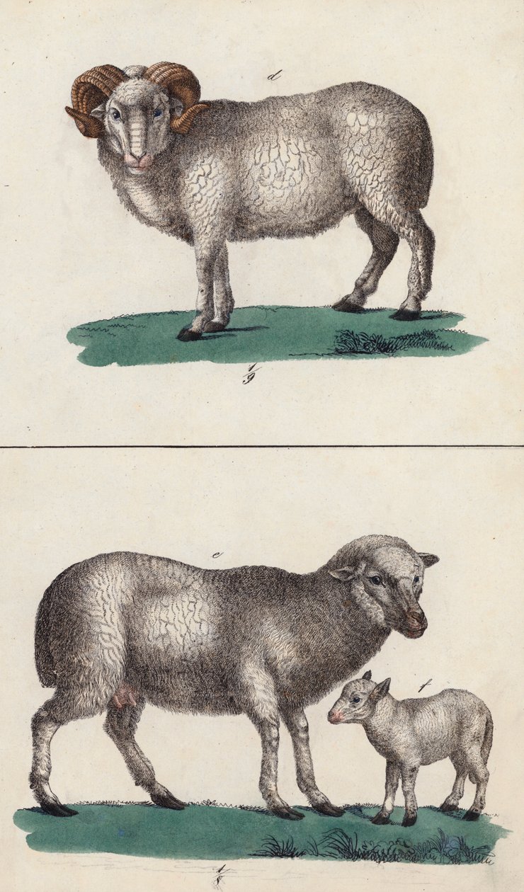 Bélier, mouton et agneau (lithographie couleur) - European School