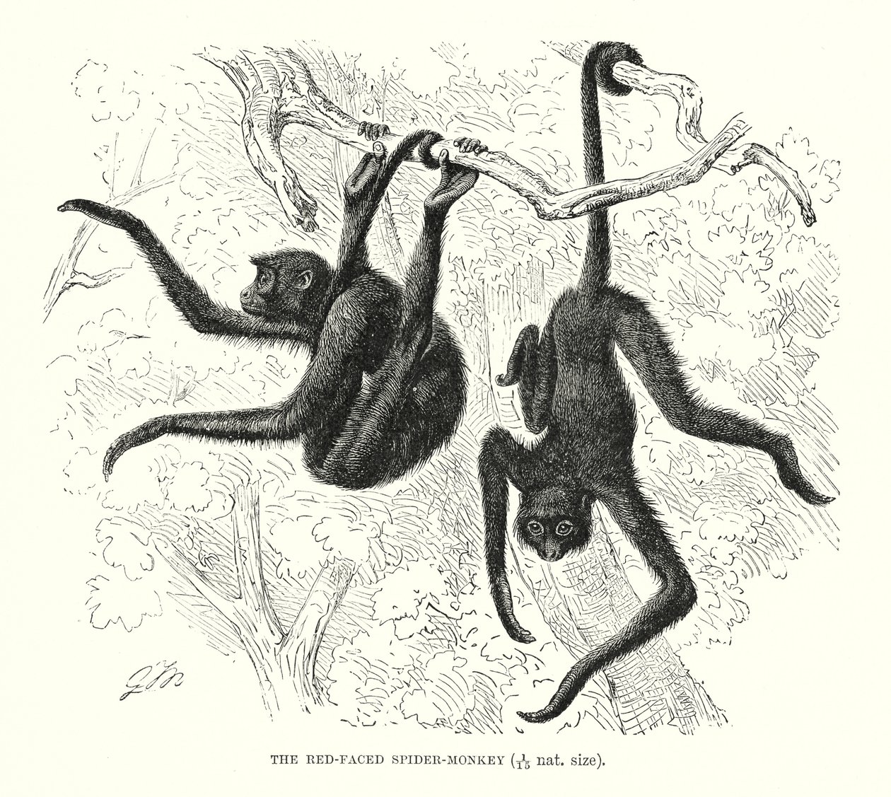Singe-araignée à face rouge (gravure) - European School