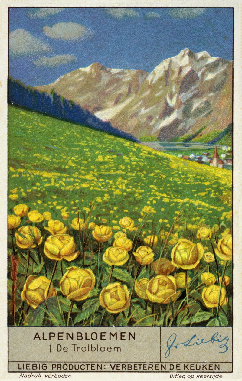 Trollius (chromolitho) (globeflower) - European School