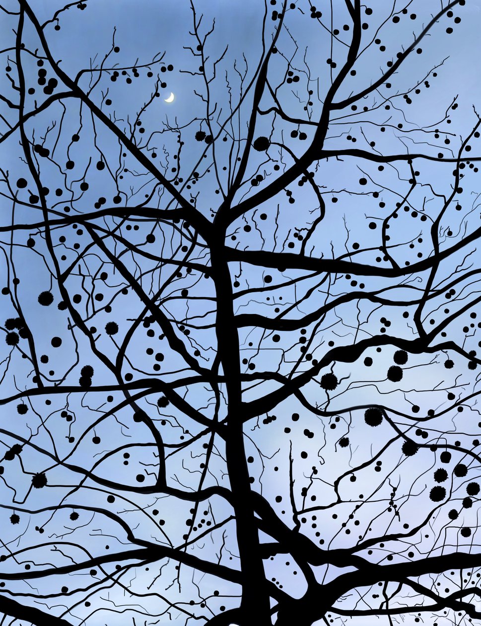 London PlaneTree and Moon, Brooklyn (art numérique) - Evan Sklar