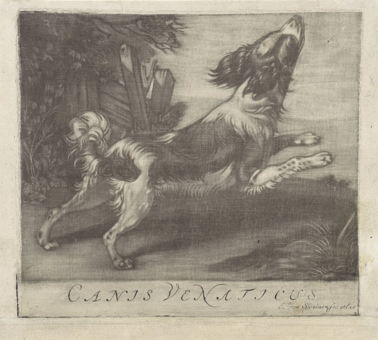Chien sautant, Canis Venaticus - Evert van Sweinen