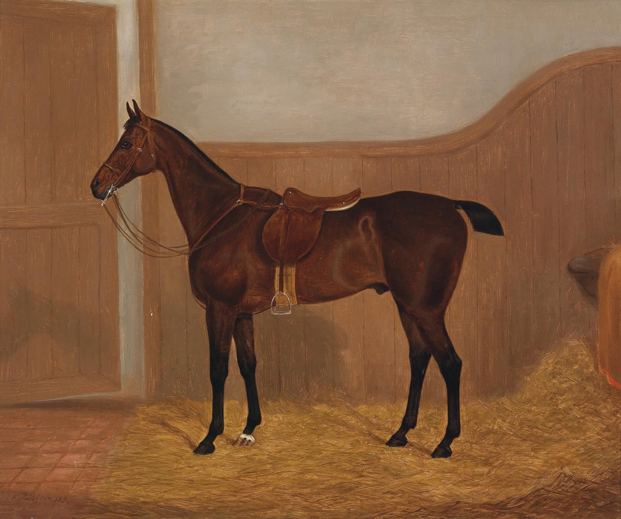 Portrait de cheval (Fireland ou Cocktail) - F. Clifton