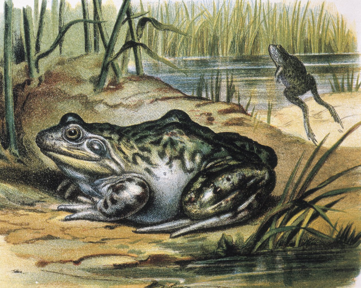Grenouille taureau. Amphibien Ranidae. Gravure d