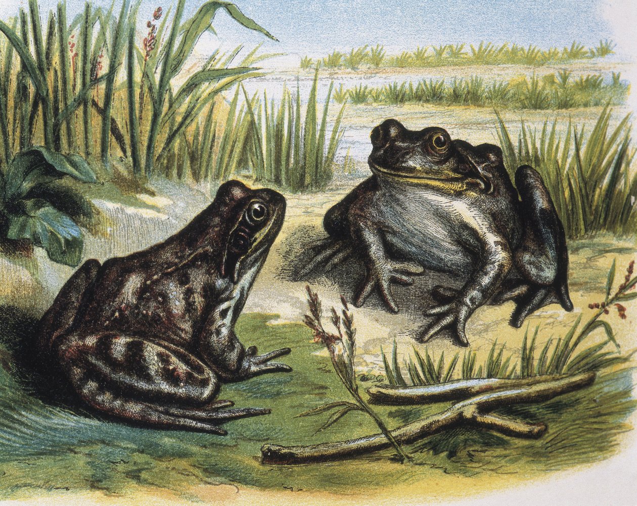Grenouille commune européenne. Amphibiens. Gravure d