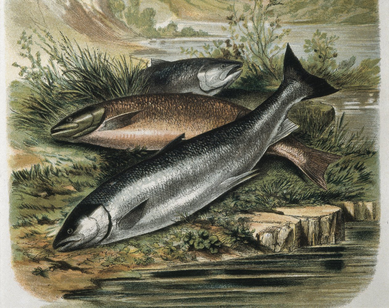 Saumons. Gravure d