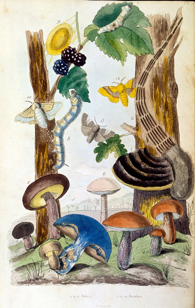 Botanical and zoological illustration by F. E. Guerin. From Dictionnaire pittoresque d