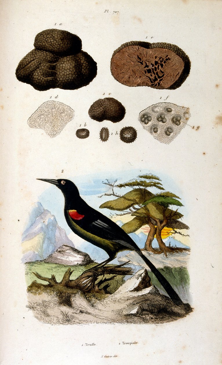 Botanical and zoological illustration by F. E. Guerin. From Dictionnaire pittoresque d