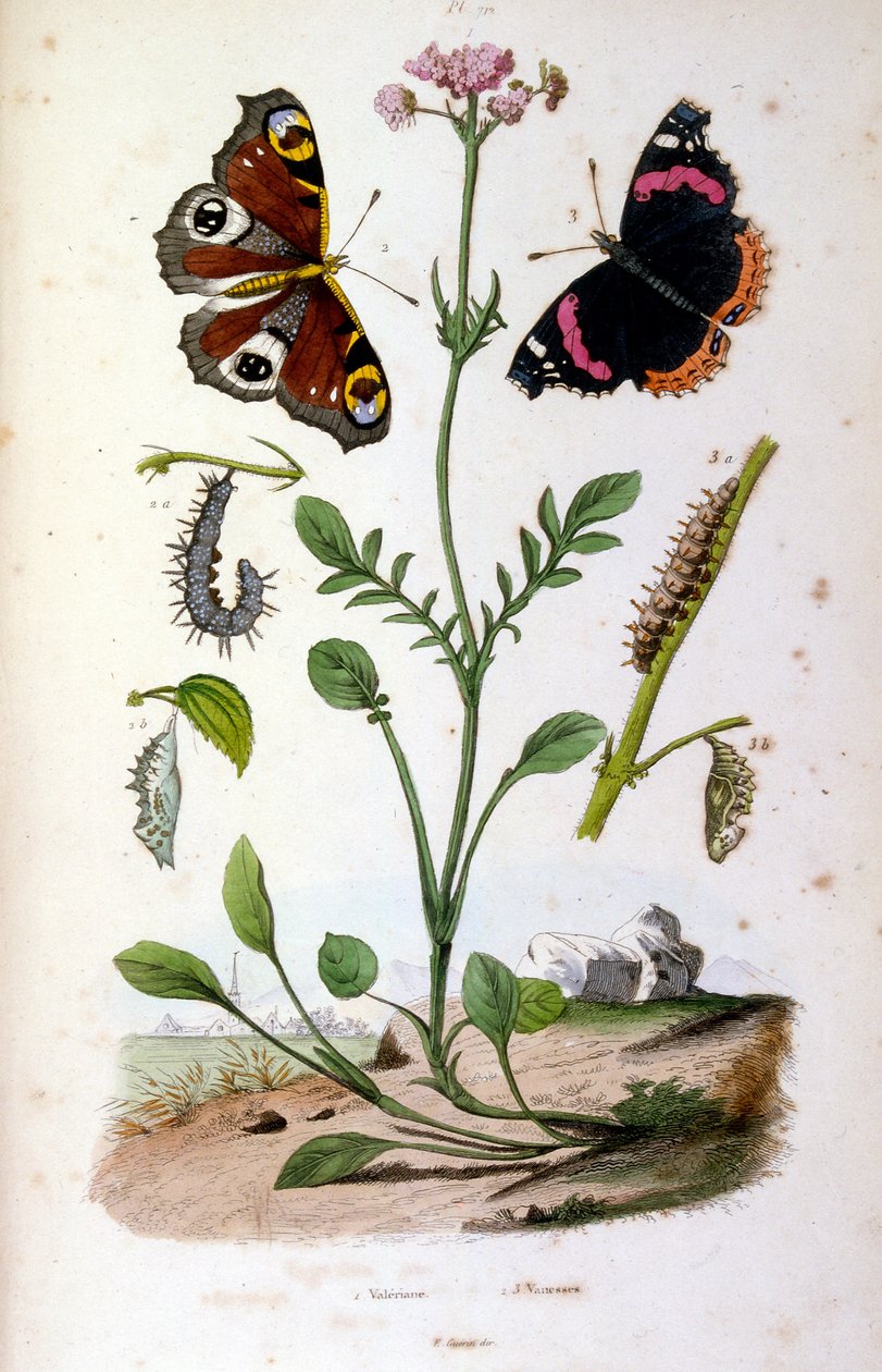 Botanical and zoological illustration by F. E. Guerin. From Dictionnaire pittoresque d