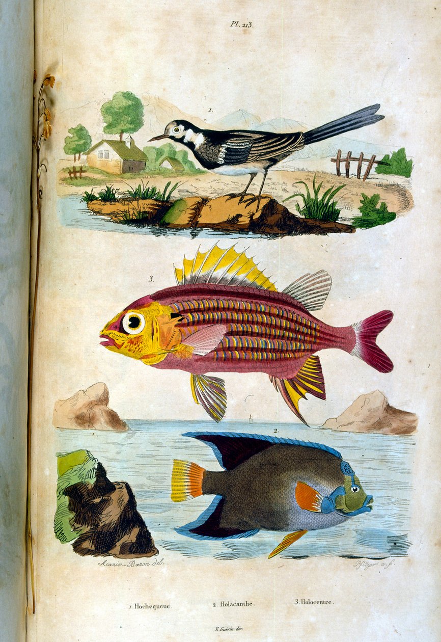 Botanical and zoological illustration by F. E. Guerin. From Dictionnaire pittoresque d