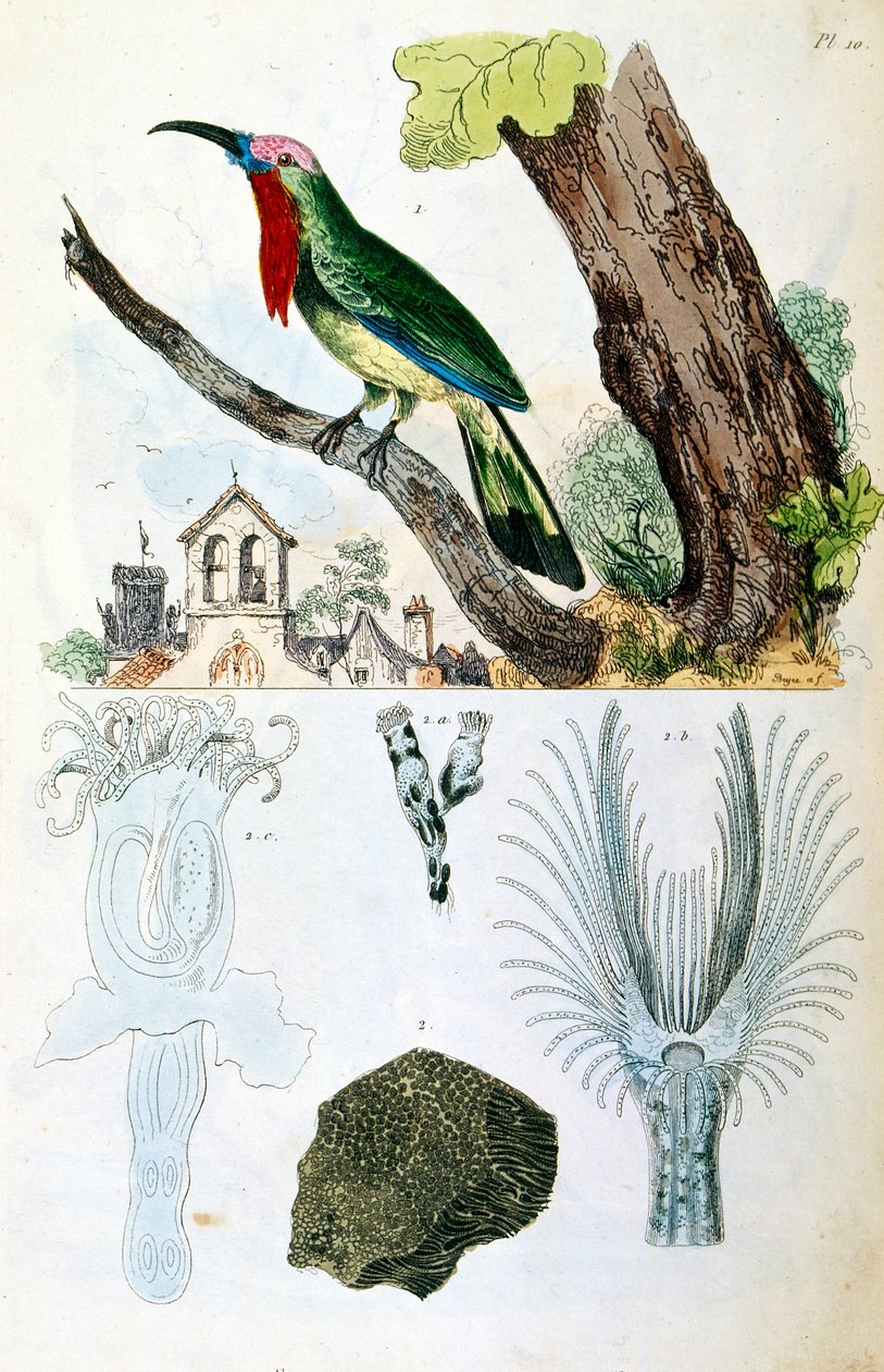Botanical and zoological illustration by F. E. Guerin. From Dictionnaire pittoresque d