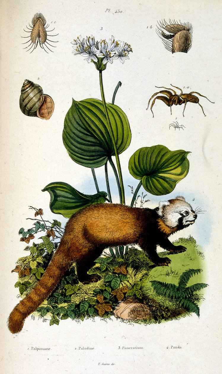Botanical and zoological illustration by F. E. Guerin. From Dictionnaire pittoresque d
