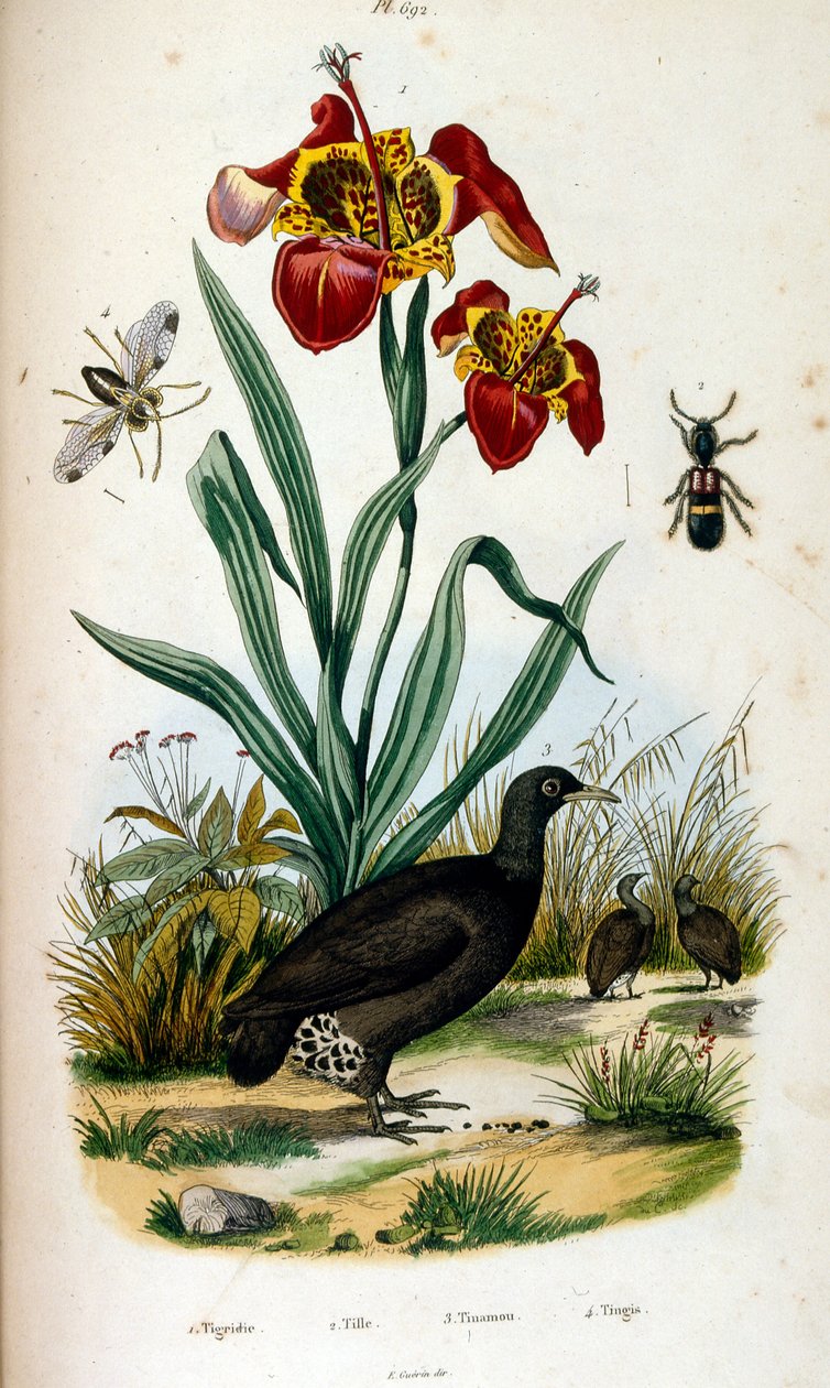 Botanical and zoological illustration by F. E. Guerin. From Dictionnaire pittoresque d