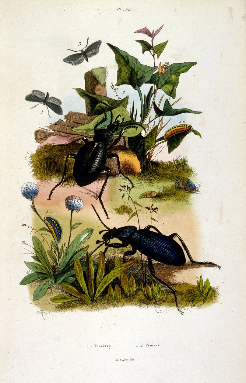 Botanical and zoological illustration by F. E. Guerin. From Dictionnaire pittoresque d