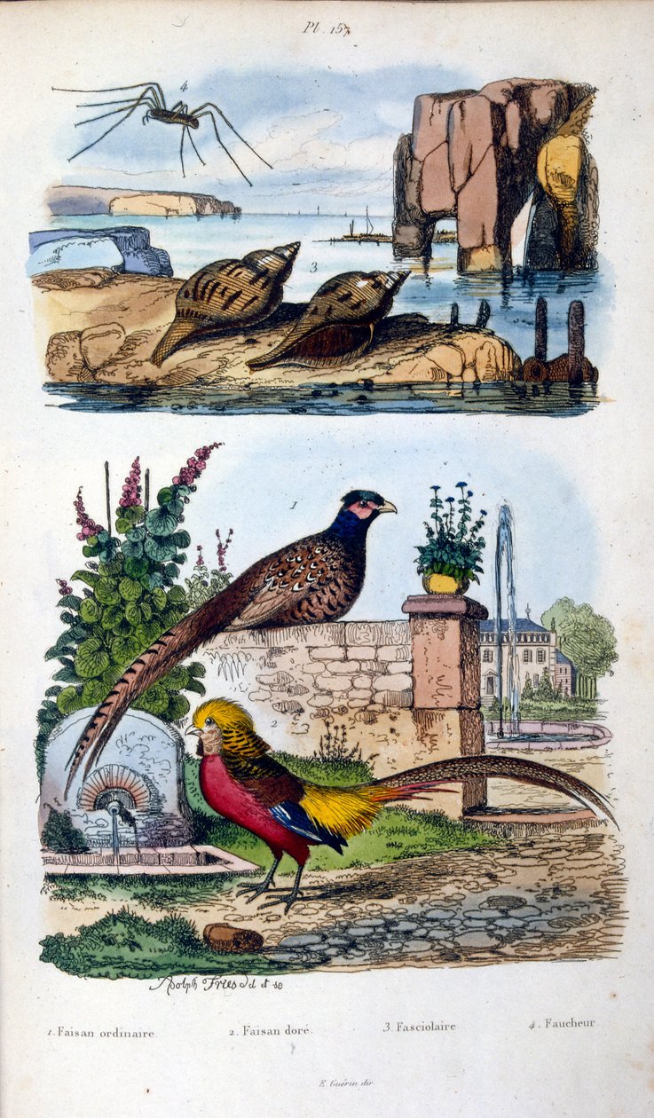 Botanical and zoological illustration by F. E. Guerin. From Dictionnaire pittoresque d