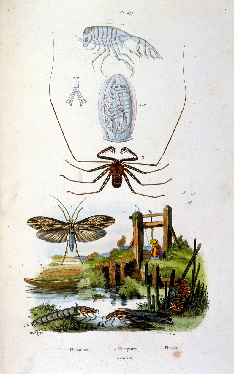 Botanical and zoological illustration by F. E. Guerin. From Dictionnaire pittoresque d
