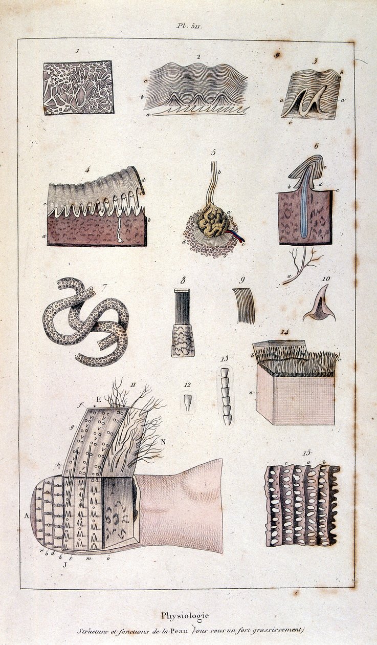 Botanical and zoological illustration by F. E. Guerin. From Dictionnaire pittoresque d