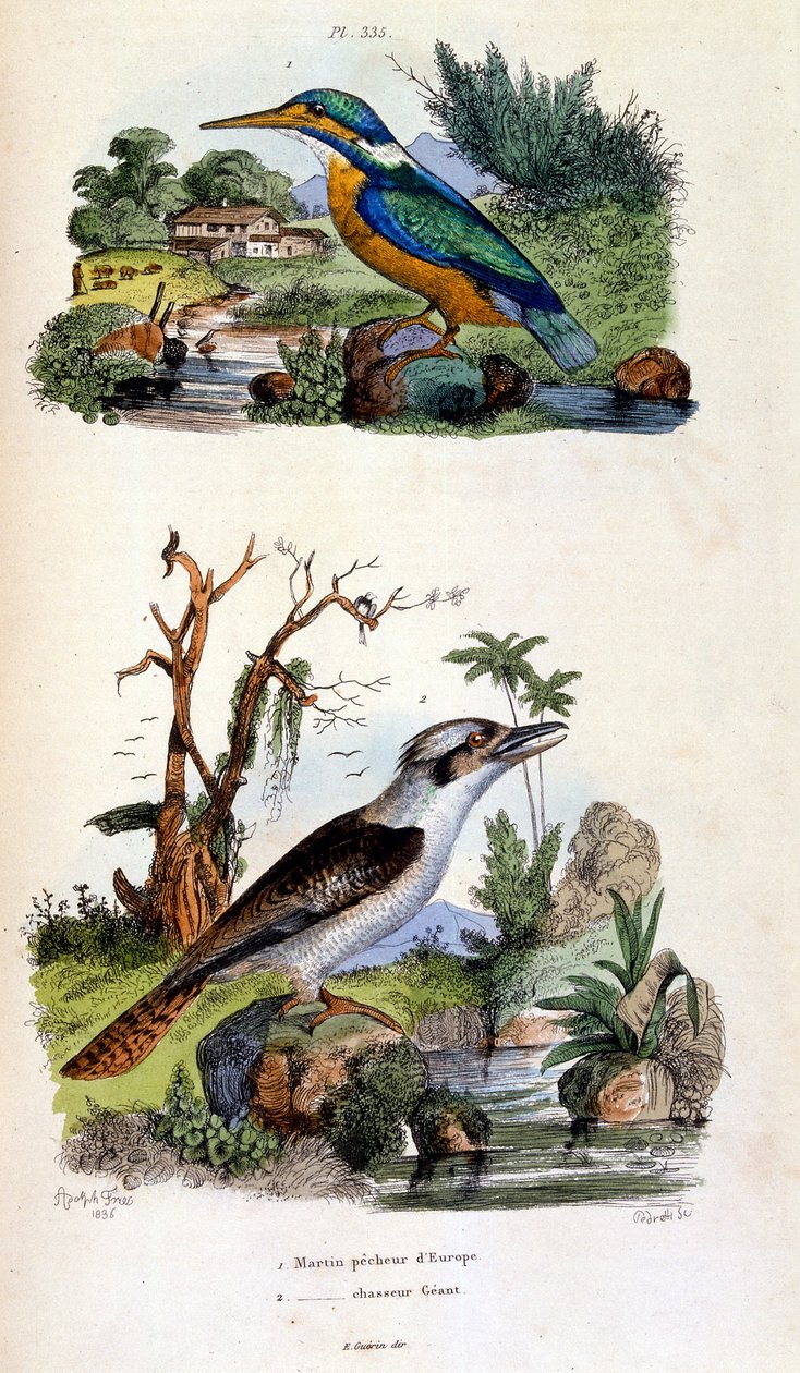 Botanical and zoological illustration by F. E. Guerin. From Dictionnaire pittoresque d