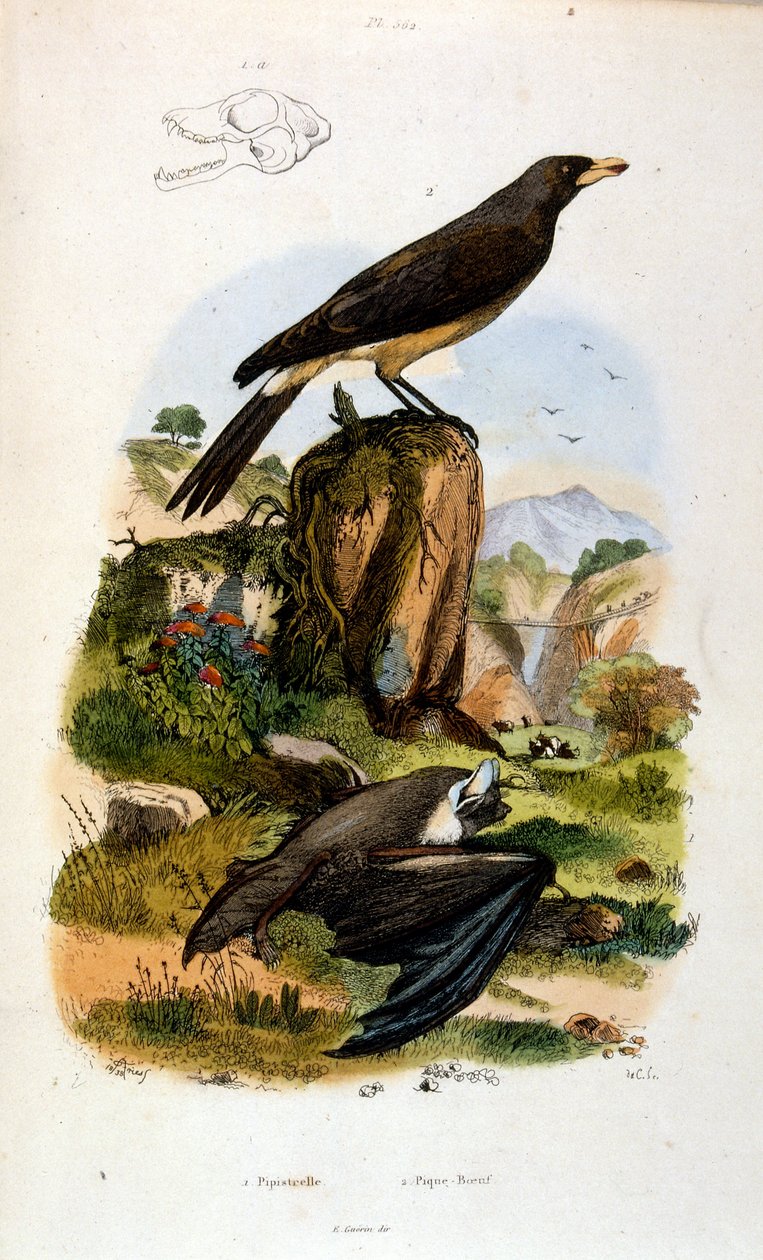 Botanical and zoological illustration by F. E. Guerin. From Dictionnaire pittoresque d
