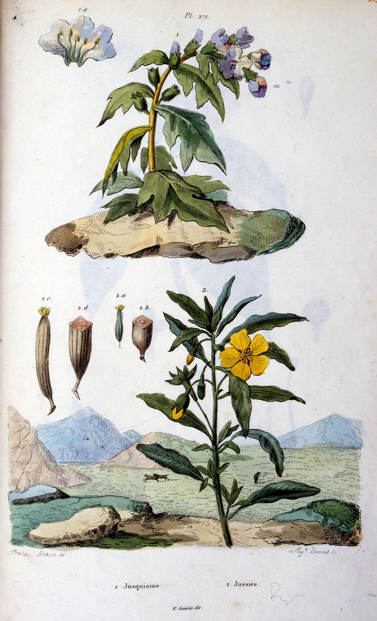 Botanical and zoological illustration by F. E. Guerin. From Dictionnaire pittoresque d