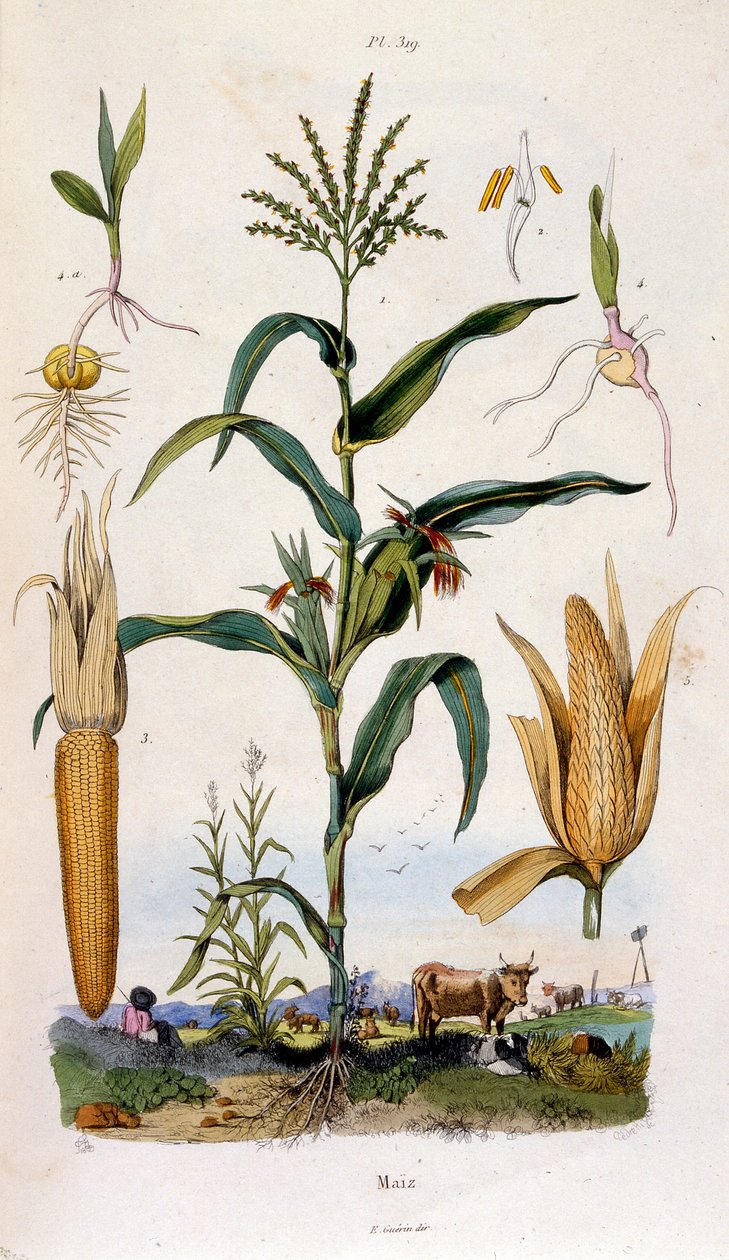 Botanical and zoological illustration by F. E. Guerin. From Dictionnaire pittoresque d