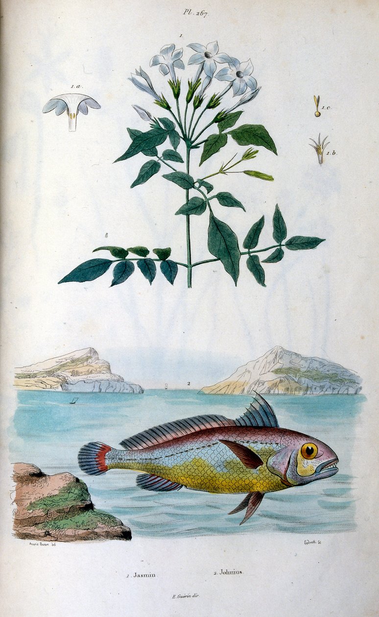 Jasmine (Jasmine). Johnius (Croaker Fish). Botanical and zoological illustration by F. E. Guerin. From Dictionnaire pittoresque d