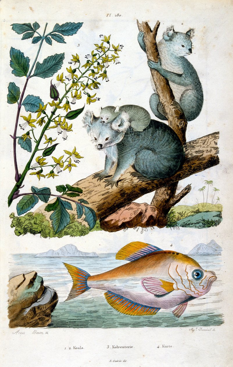 Koala Bear and Fish. Botanical and zoological illustration by F. E. Guerin. From Dictionnaire pittoresque d