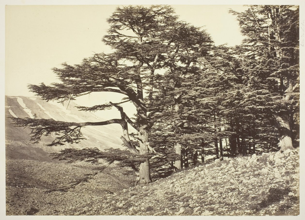 Cèdres du Liban - Félix Bonfils