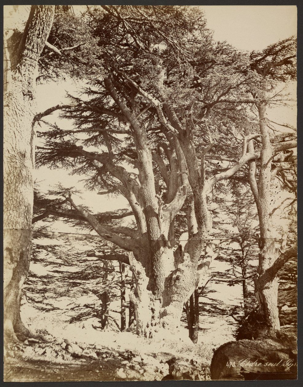 Cèdre solitaire, Tyr - Félix Bonfils