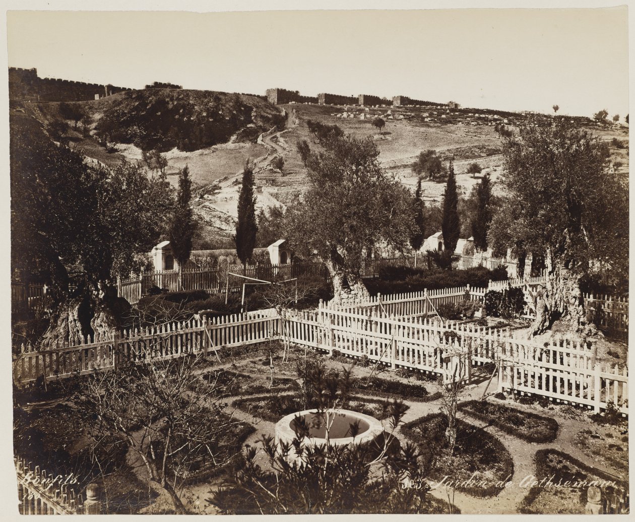 Jardin de Gethsémani n° 303 - Félix Bonfils