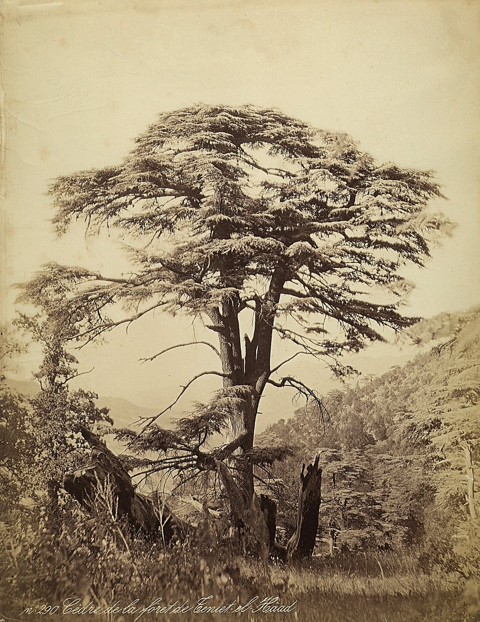 Grand cèdre dans la forêt de Teniet el Haad, Liban - Félix Bonfils