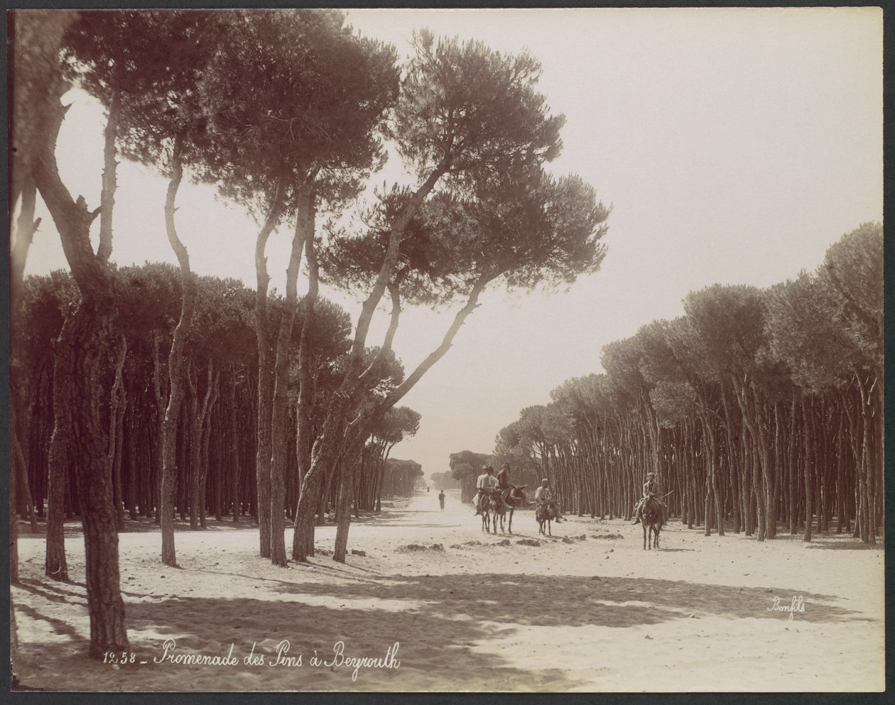 Promenade des Pins à Beyrouth - Félix Bonfils