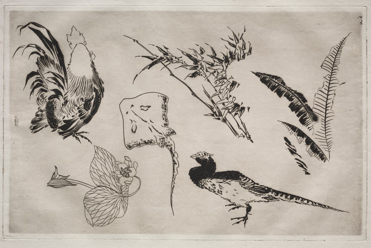 Service de table (service Rousseau) : Coqs, raie, plantes, etc. (n° 9) - Felix Bracquemond