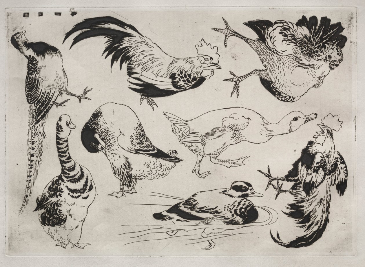 Service de table Rousseau : Coqs, canards, etc. no. 13, 1866 - Felix Bracquemond