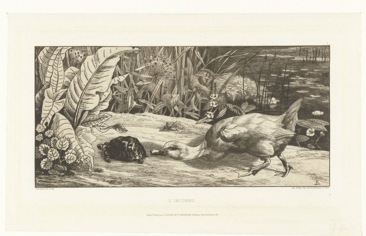Canard et tortue sur le bord d