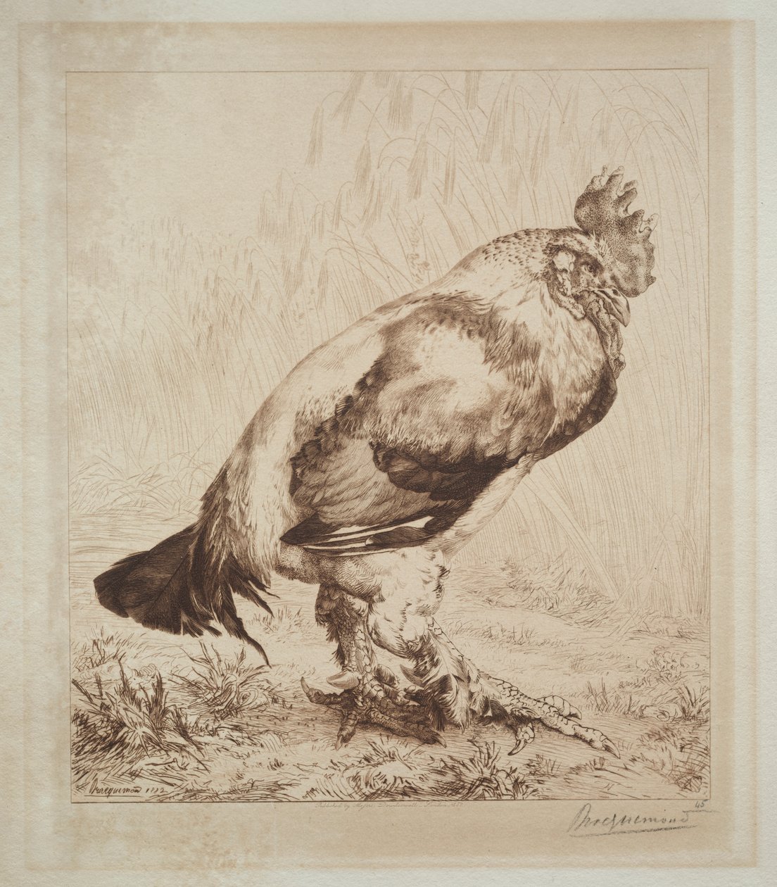 Le vieux coq - Felix Bracquemond