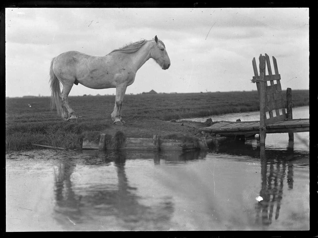 Cheval solitaire - Ferdinand Schmutzer