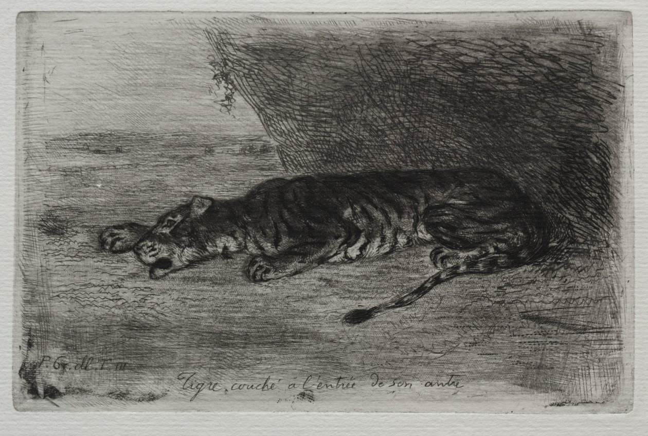 Tigre couché à l