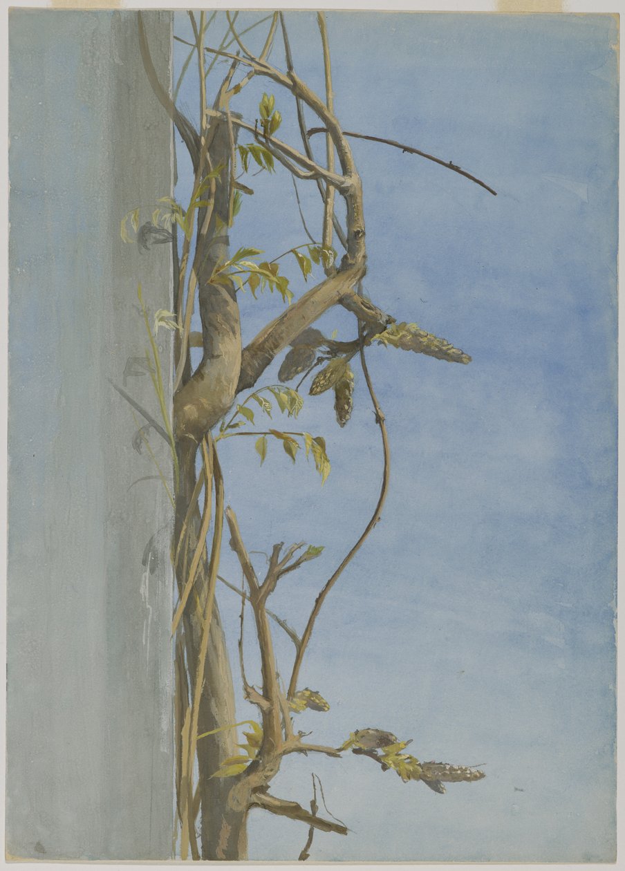 Glycine sur un mur - Fidelia Bridges