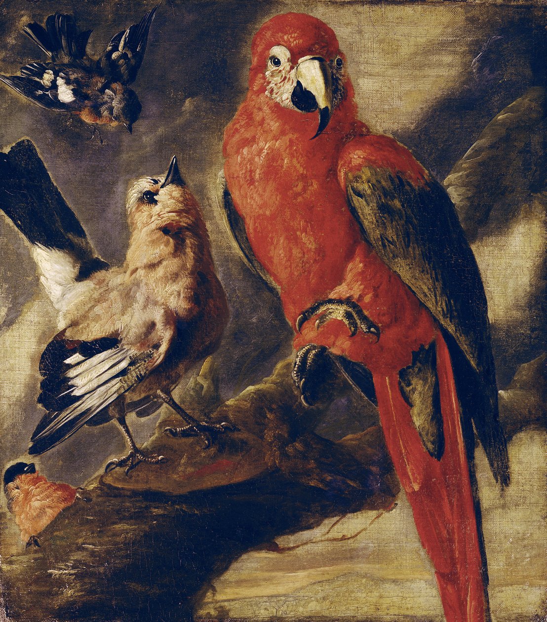 Ara et Bouvreuil - Flemish School